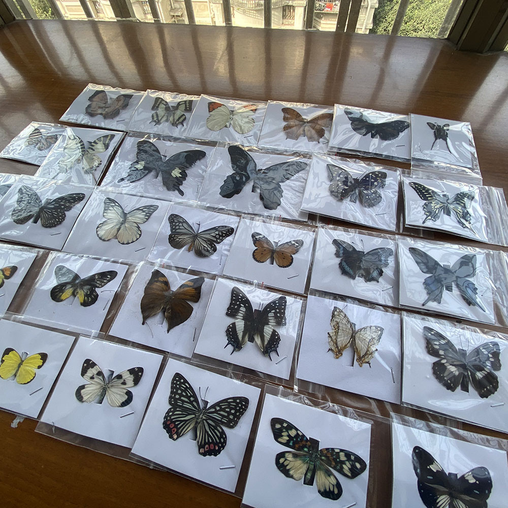 20Pcs Natural Unmounted Rhopalocera / Le Papillon / Butterfly Specimen Artwork Material Decor