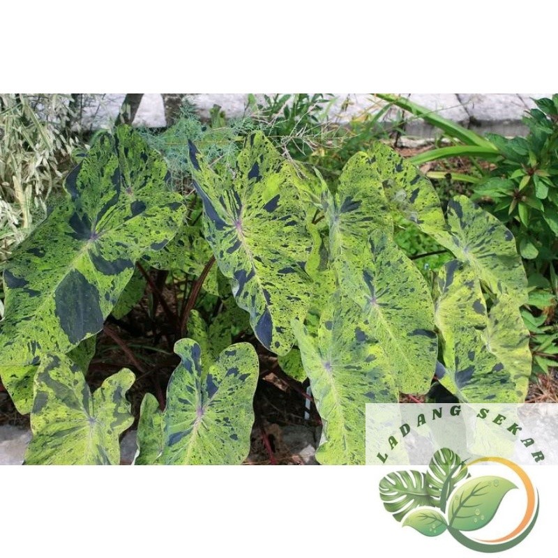 Tanaman Hias colocasia mojito Daun 3-4 tinggi 30-80cm