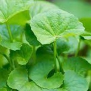 

daun pagagan fres