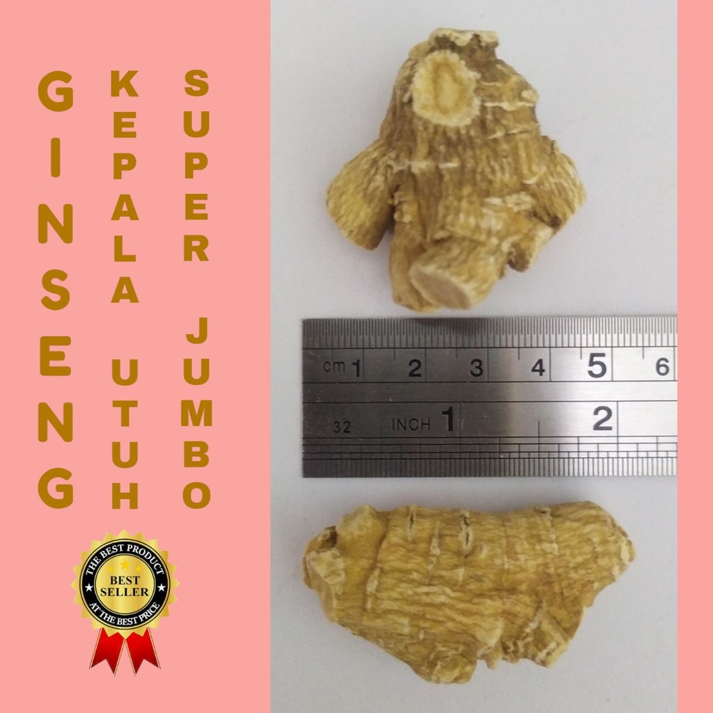 

GINSENG PREMIUM UTUH SUPER JUMBO KEPALA GINSENG UTUH JUMBO 100g [ JAMIN ORIGINAL MS ]