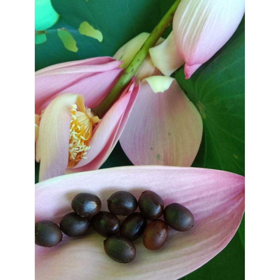Biji Benih Teratai Lotus Biji Teratai Mini Lotus Mini Bunga Lotus
