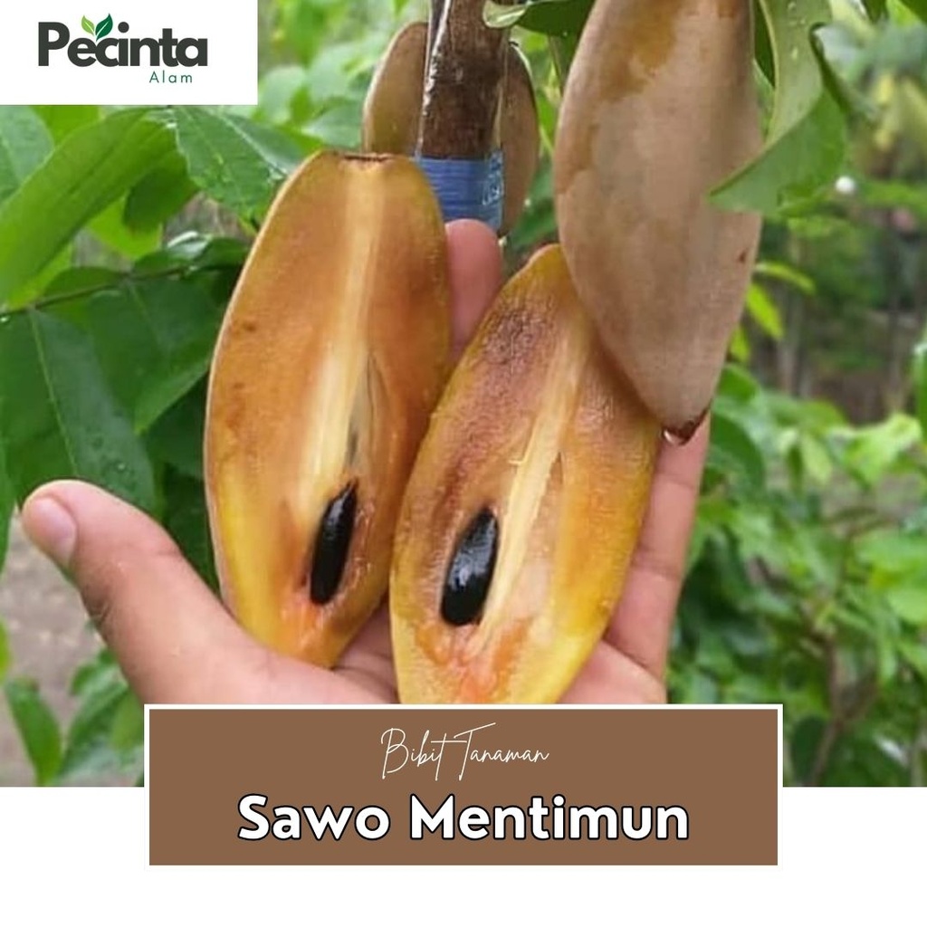 Bibit Tanaman Buah Sawo Mentimun sawo mentimun okulasi