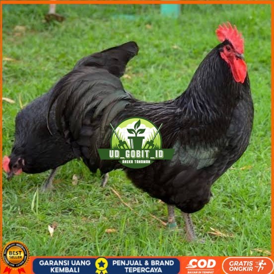 

Telur ayam black australorp / telur ayam hias / telur fertil siapkirim UD_GOBIT_ID