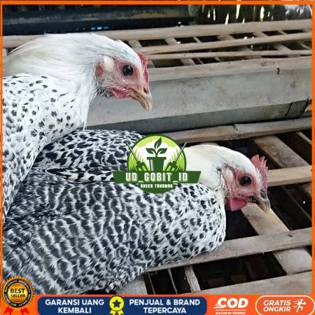 

Telur ayam arab / telur ayam hias / telur fertil siap kirim UD_GOBIT_ID