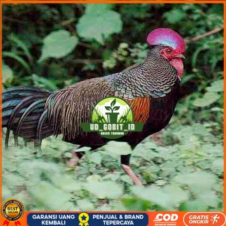 

Telur ayam hutan x jawa bekisar fertil siap ditetaskan - ayam hutan UD_GOBIT_ID