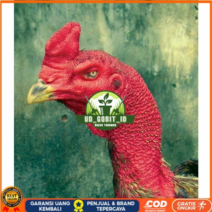 

telur ayam petarung saigon fertil asli siap ditetaskan - ayam saigon UD_GOBIT_ID