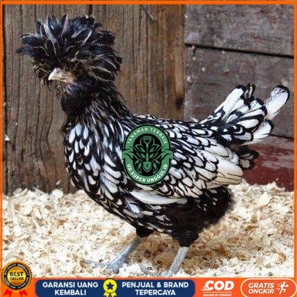 

telur ayam poland hias fertil asli siap ditetaskan - ayam polan UD_SUPER_UNGGUL_ID