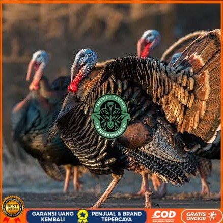 

Telur ayam kalkun jumbo / telur ayam hias / telur fertil siap cod UD_SUPER_UNGGUL_ID