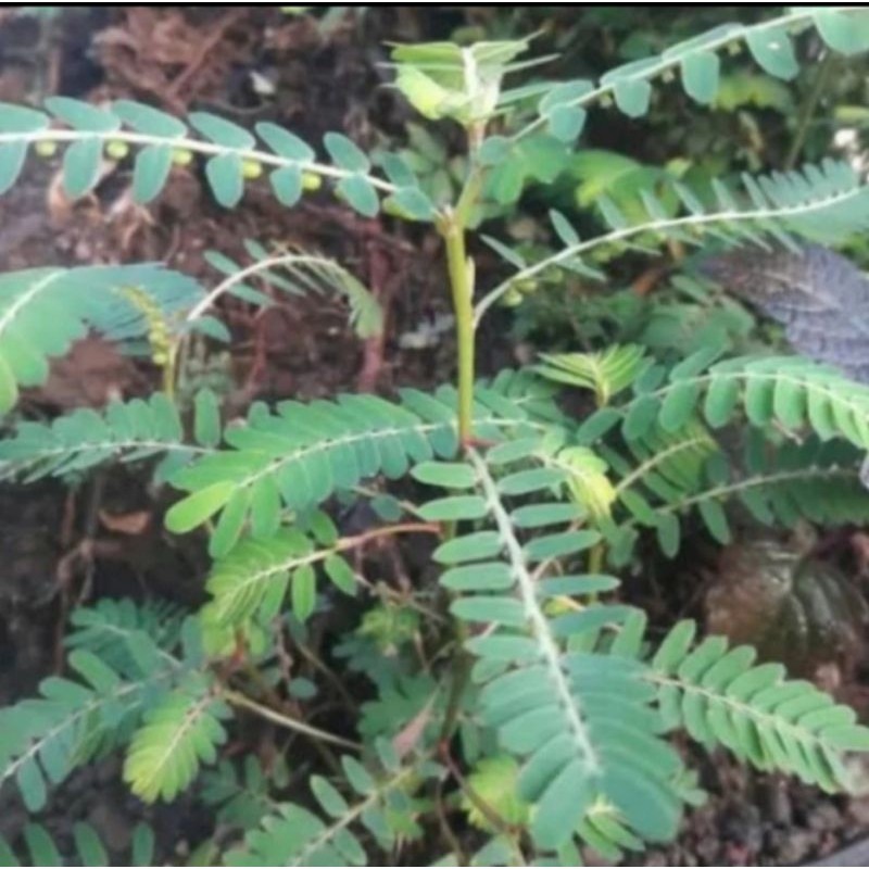 

daun Meniran segar 250 gr Rempah_herbalCo