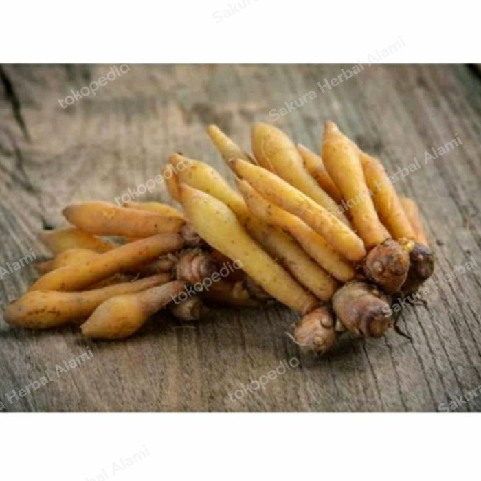 

temu kunci segar super 1 kg obat herbal