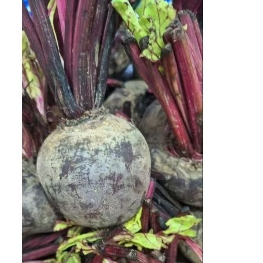 

bit root /buah bit fresh 1 kg