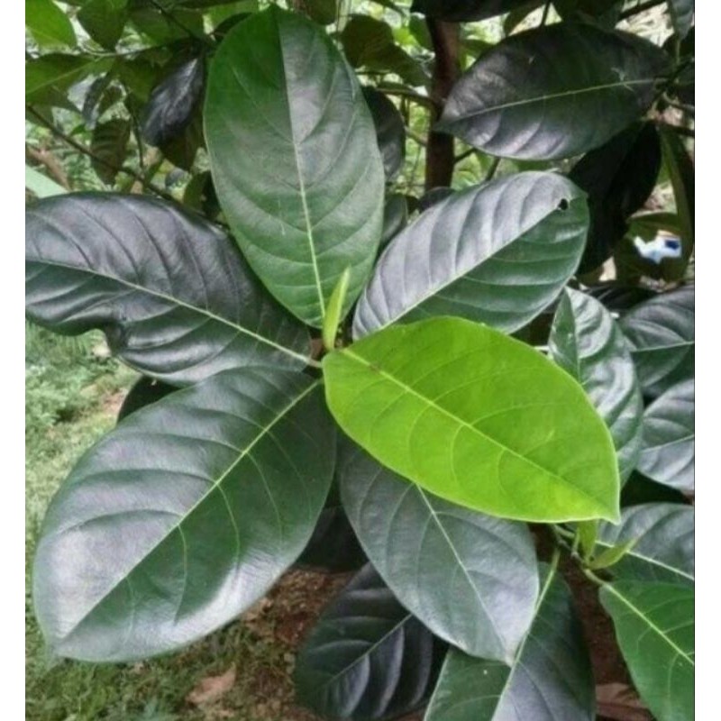 

Promo Daun nangka segar 1kg /obat herbal alami Herbal COD