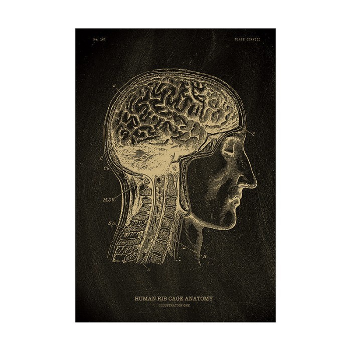 Poster Dinding Cafe / Wall Poster Kamar Hitam Putih Edukasi Biologi / Kedokteran (Anatomi Kepala Man