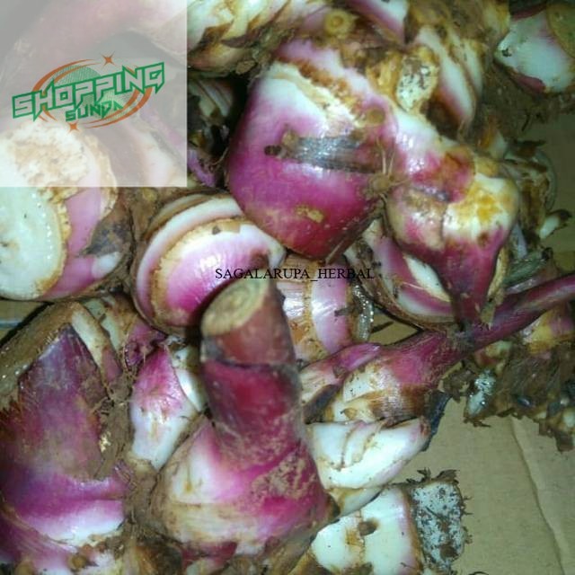 

Umbi ganyong basah segar organik 500 gram