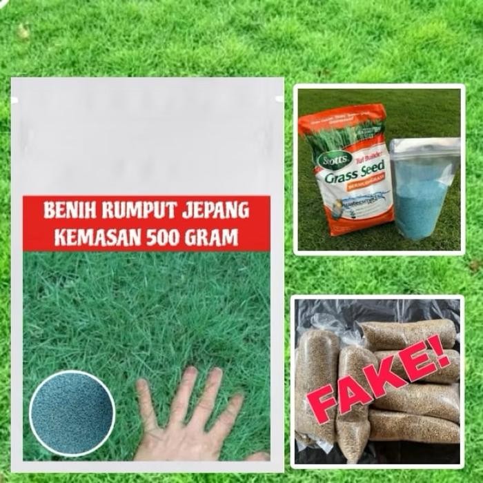 original!! benih rumput jepang 500gram
