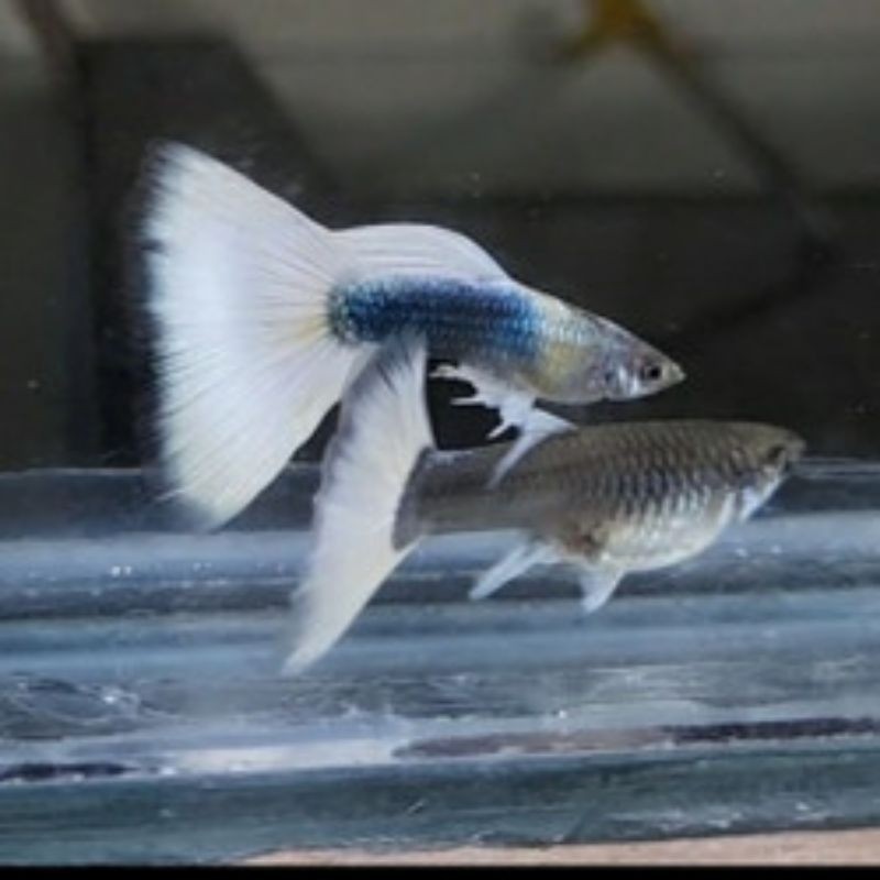 hb wit guppy hb white sepasang siap