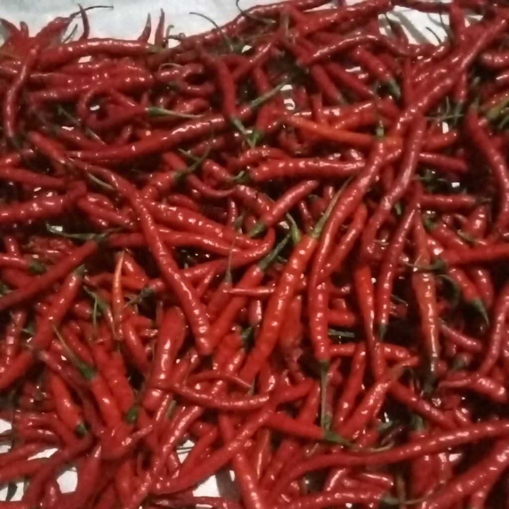 

Paket cabe kriting 1 kg