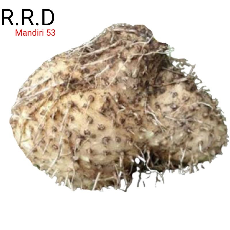 

Promo Umbi gadung segar 1kg utuh