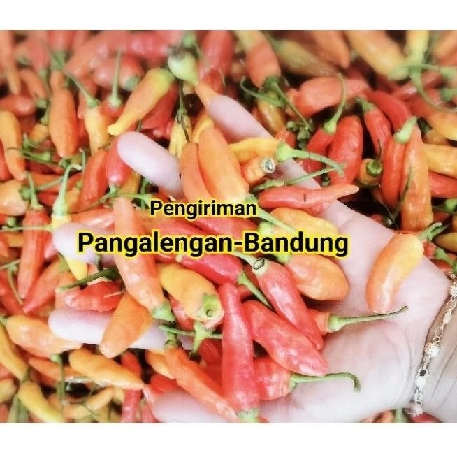 Paket Cabe Rawit / Cengek Segar Termurah 1kg