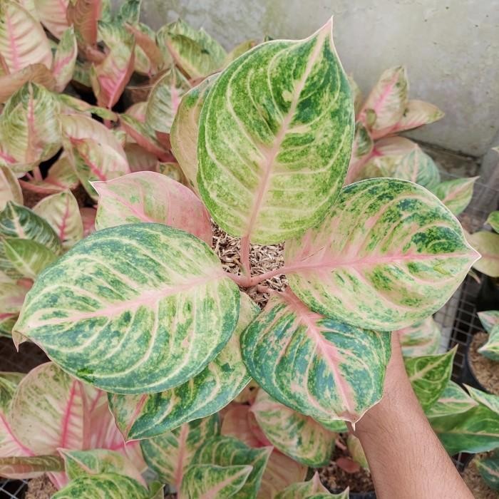 Aglonema Susan - Aglonema Koleksi - MURAH