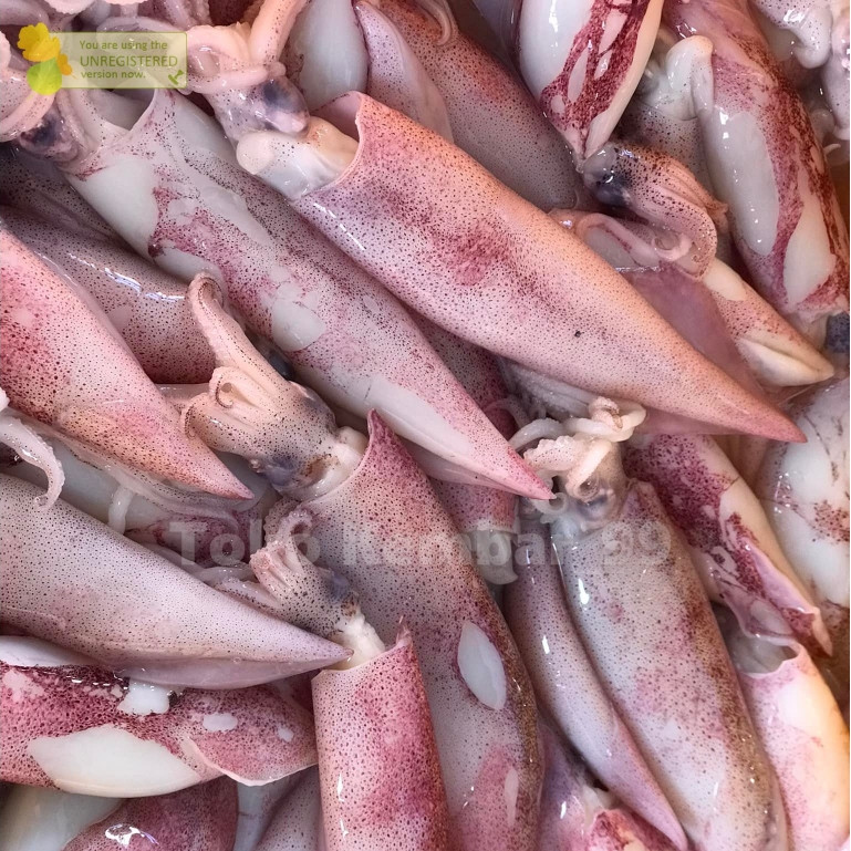 

Cumi Segar 1Kg Cumi Merah Cumi Jumbo