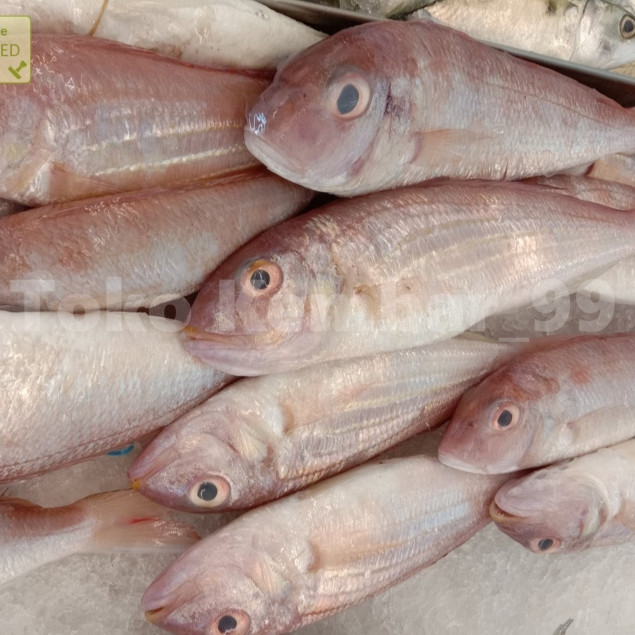 

Ikan Kurisi Segar 1Kg Ikan Kurisi Segar Ikan Terisi