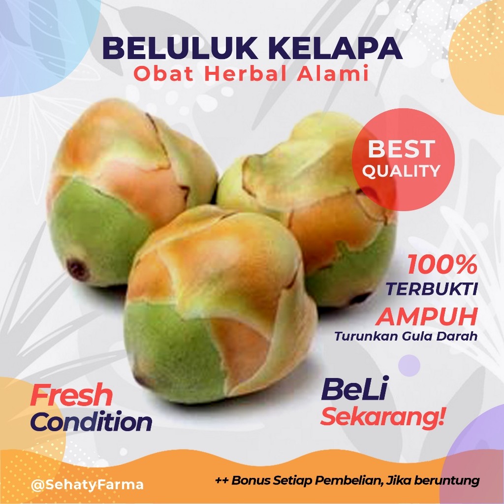 

[RS] FRESH! BELULUK KELAPA KECIL | TEMBULUK KERING