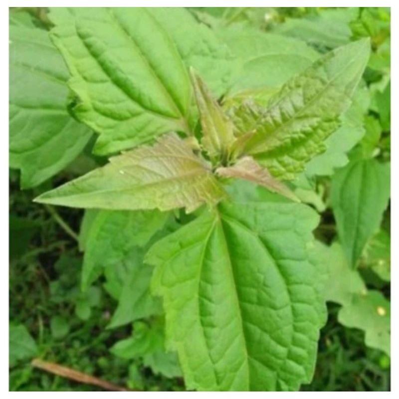 

Daun Balakacida Segar 500 gram (Daun + Batang) seger dan masih pres