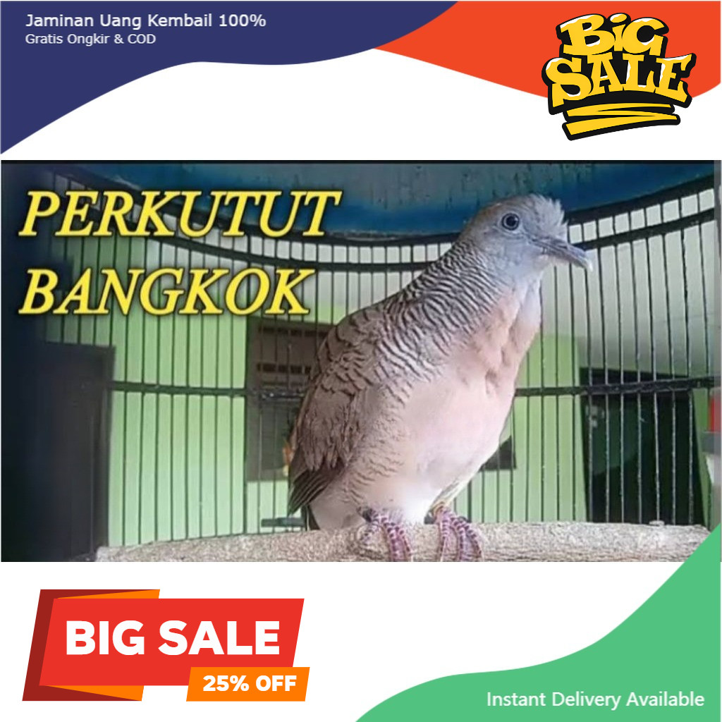 Perkutut Bangkok Dewasa Gacoran Katuranggan Mulus