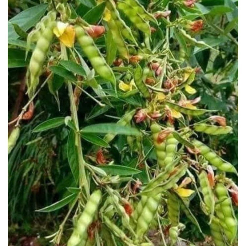 

Sayur Kacang Hiris/Gude segar 100gr