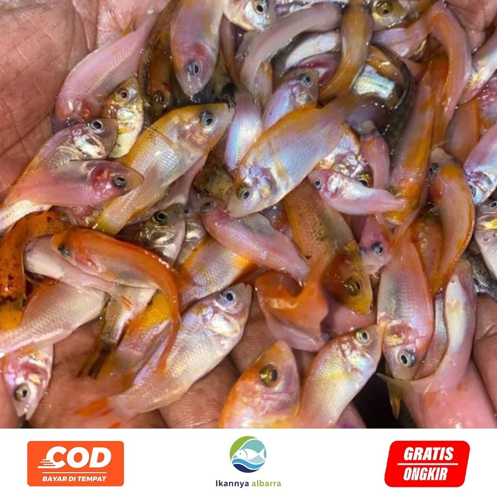 Hobi Bibit  Nila Merah Isi 50 Ekor | Bibit  Nila Merah