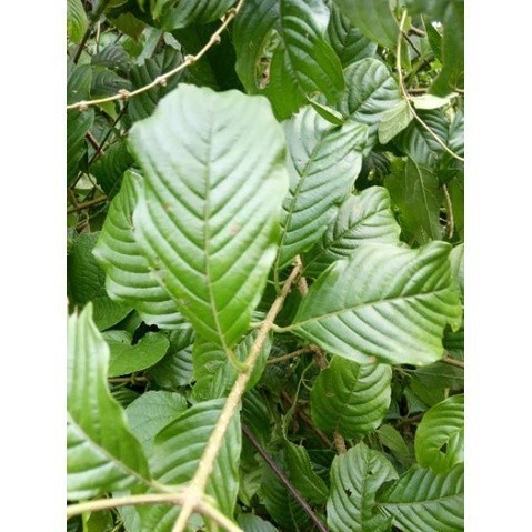 

Mew DAUN KINGKILABAN SEGAR 250GRM