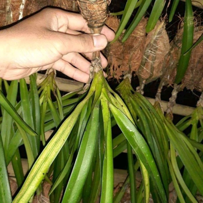 

New Anggrek ekor tupai / Rhynchostylis retusa