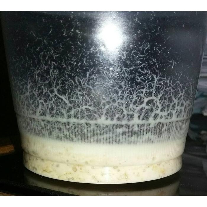 

Promo paket kultur microworm dan starter vinegar eel belut cuka