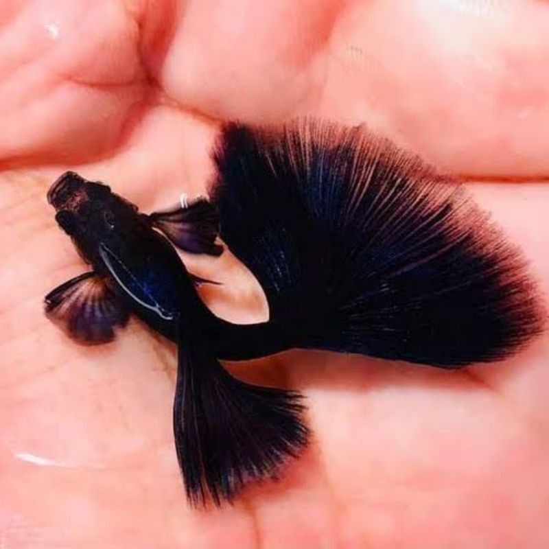 hiasan aquarium ikan Guppy full black sepasang