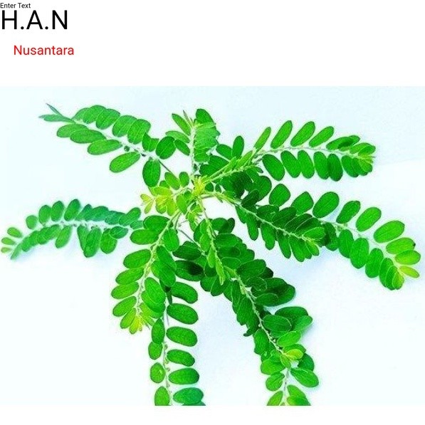 

Daun meniran segar organik netto 100gram siap petik