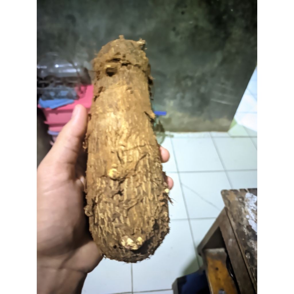 

umbi talas pulen murah 1KG 6000