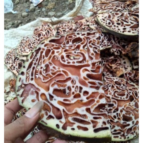 Promo sarang semut asli segar papua  1 kg / sarang semut herbal asli papua