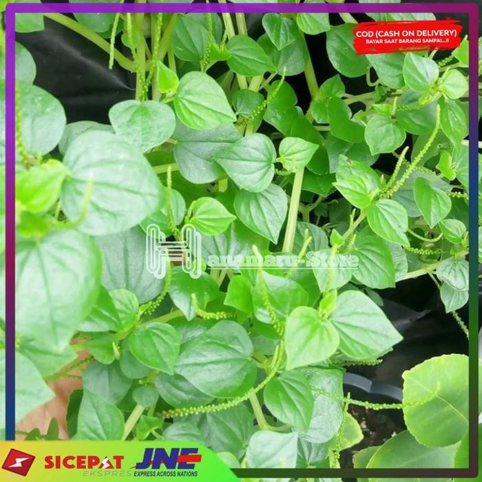 

Herbal daun suruhan Sirih cina atau ketumpang air ( 1kg )
