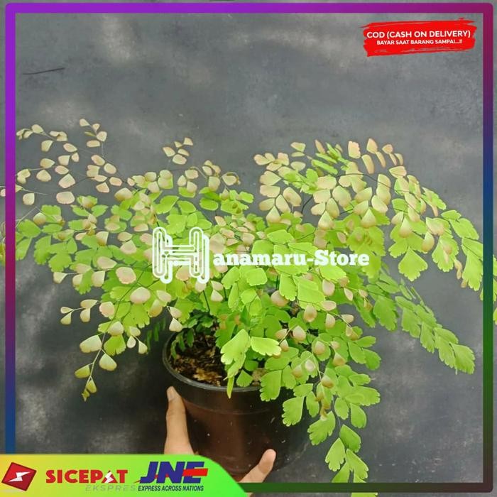 TANAMAN PAKIS SUPLIR / TANAMAN HIAS PAKIS SUPLIR / PAKIS SUPLIR