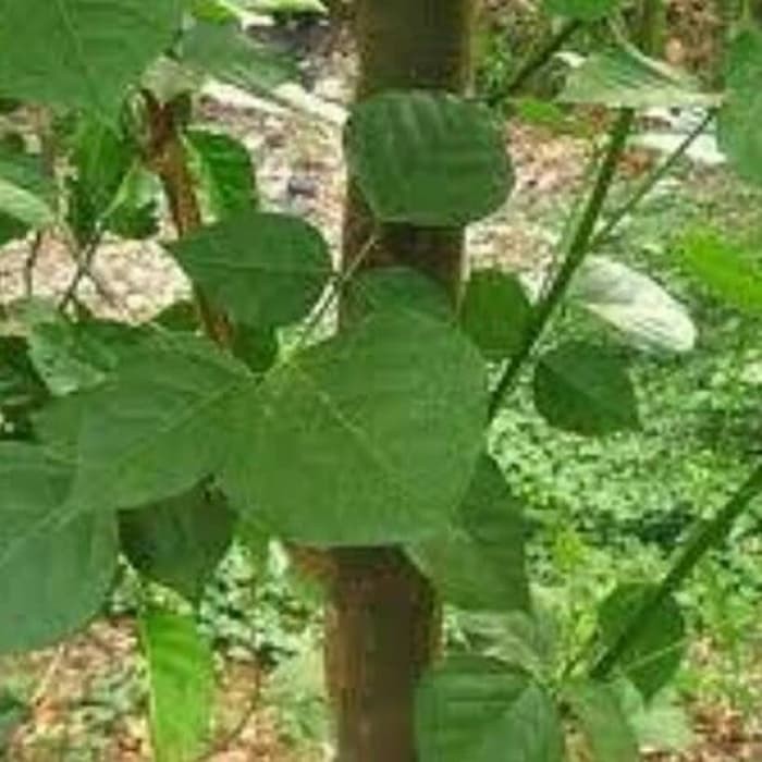 

Daun dadap - Asli dadap hayam