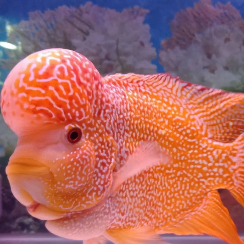 

hiasan GB x cencu import louhan berkualitas super grade bergaransi