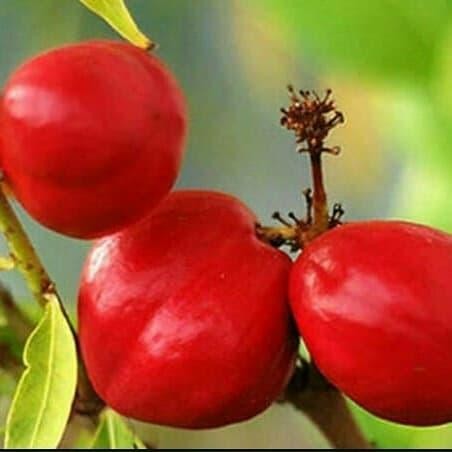 

Buah mahkota dewa per 1 buah