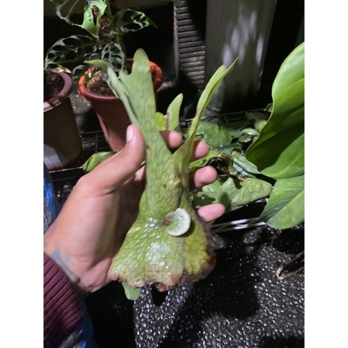 PLATYCERIUM WANDAE SIZE BABY CABUTAN . ready . .