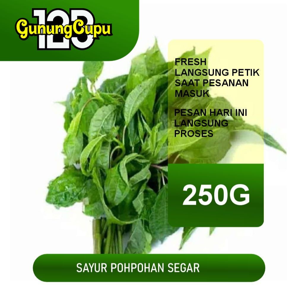 

Daun Pohpohan 1 ikat 250Gram Segar siap santap