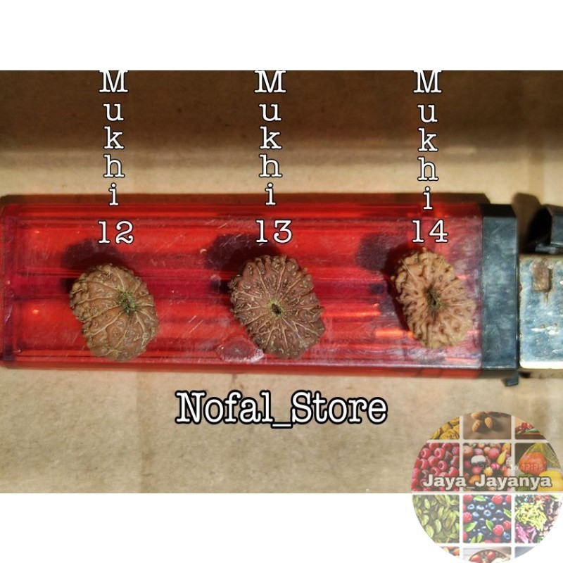 JENITRI RUDRAKSHA 1 PAKET ( MUKHI 12-13-14 ) NEW Jaya_Jayanya