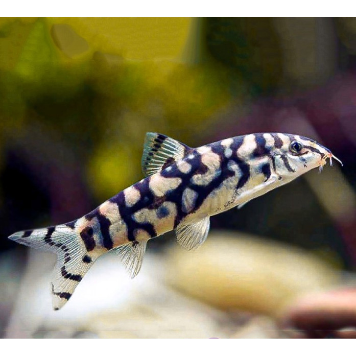 Botia India / Ikan Hias Aquascape