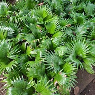 Tanaman Hias Indoor PALEM BINTANG-PALEM SADENG-Tanaman Hias Pohon Palem Bintang Kipas Mini-Palm Sade