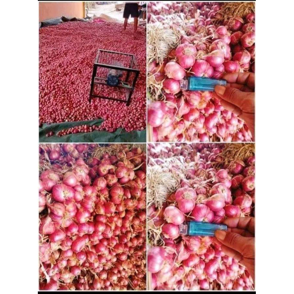 

Bawang Merah Garut isi 250 gr