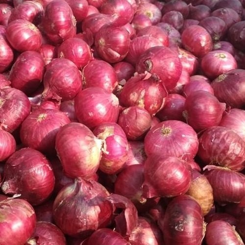 

bawang merah organik lokal bali karet super 1 kg